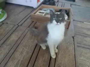 Debbie, zierlicher Langhaar-Mix, ca. 1 Jahr