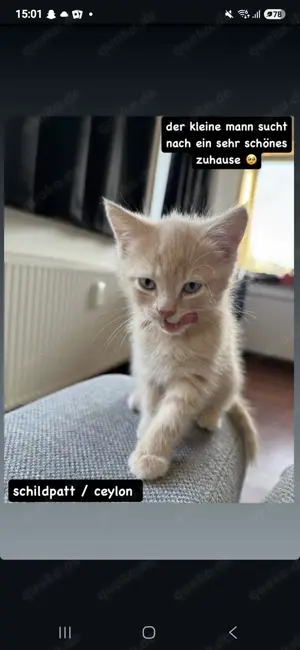 Schildpatt   Ceylon Kater sucht ein Zuhause