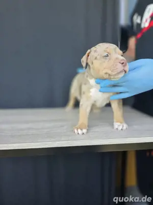 American Bully XL welpen