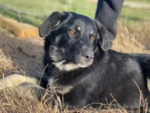 Ella, geb. ca. 09 2024,lebt in GRIECHENLAND,im städt. Tierheim Serres Bild 9