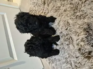 Zwergpudel welpen Bild 4