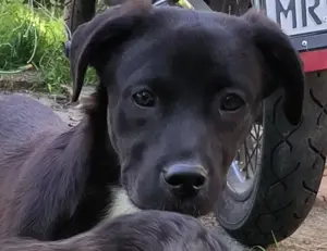 Cane Corso mix Welpen zu verkaufen 