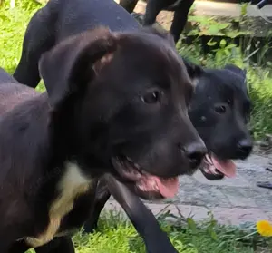 Cane Corso mix abzugeben 