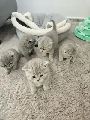 BKH british kurzhaar katzen baby bkh Katze