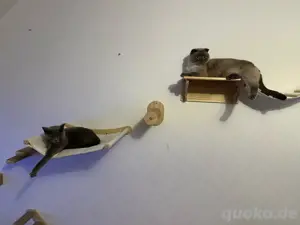 Katzensitter
