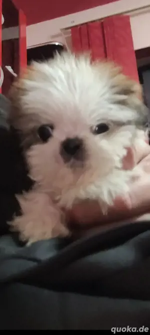 Shih Tzu Welpe