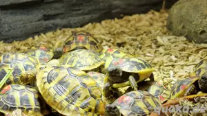 Griechische Landschildkröte NZ von 2022 und 2024