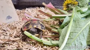 Griechische Landschildkröte NZ von 2022 und 2024 Bild 3