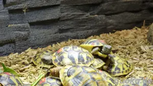 Griechische Landschildkröte NZ von 2022 und 2024 Bild 4