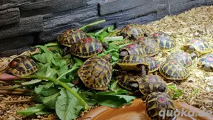 Griechische Landschildkröte NZ von 2022 und 2024 Bild 2