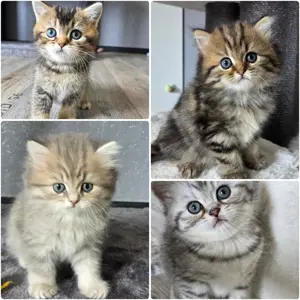Bkh Kitten mit Stammbaum 