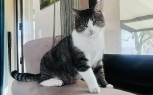 Azuro - ein liebevoller Kater zum Schmusen!