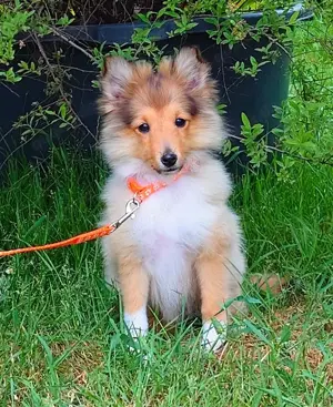 Sheltie Welpe Hündin sucht ein neues Zuhause