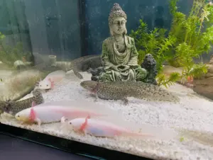 Axolotl Jungtiere 