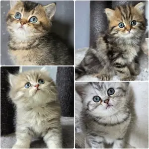 Bkh Kitten mit Stammbaum 