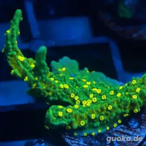 Montipora Hirsuta SPS LPS Ableger Meerwasser 