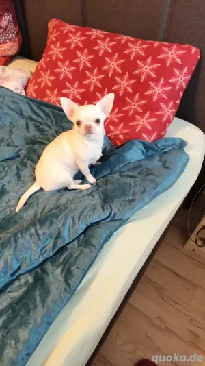 Chihuahua 2 Mädchen 