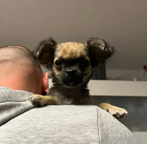 Zauberhafter Chihuahua Welpe sucht für immer Zuhause 