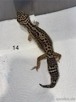 0.1 BlackNight Leopardgeckos 