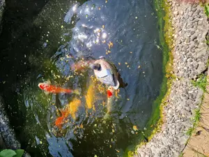 Koi Karpfen 