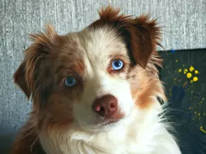 Mini Aussie Deckrüde (Miniature Australian Shepherd) 