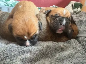 Hundebabys ab Juli 2025 abzugeben