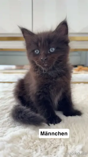 Kitten Maine Coon Heilige Birma