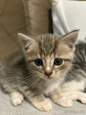    Britisch Kurzhaar Kitten mit Kuschelfaktor ab sofort abzugeben 
