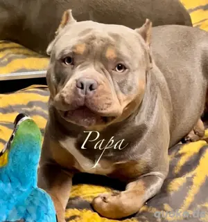 American Bully Welpen