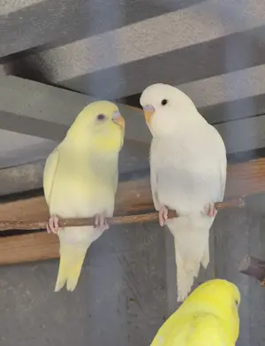 nestjunge Wellensittiche rainbow 