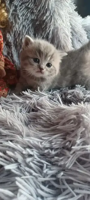 Bkh Kitten zu verkaufen 
