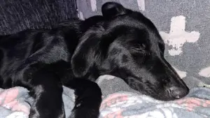 Hündin sucht ein neues Zuhause.
