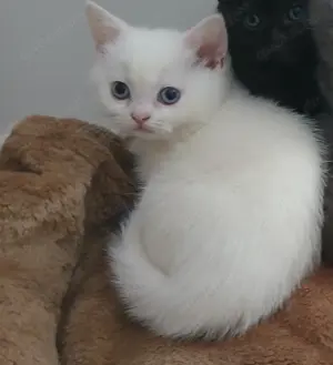 Reinrassige BKH Katerchen Schneeweiss 