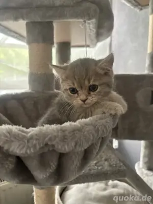 Bkh Mix Katzen