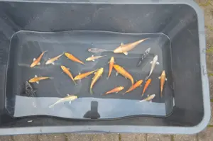 Koi suchen ein neues Zuhause 