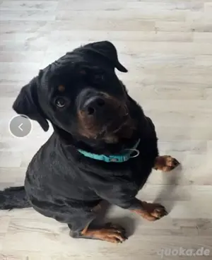 rottweiler hündin 