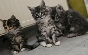 xxl maincoon kitten
