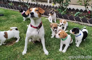 Jack Russel Welpen 