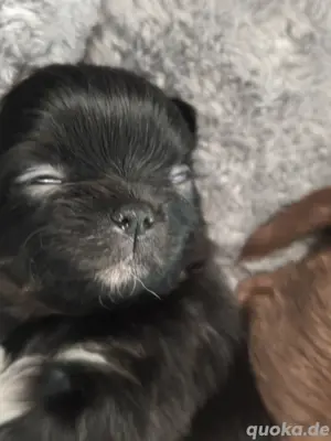 wunderschöne Chihuahua Welpen mit Ahnentafel  