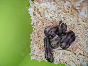 6 Dschungarische Zwerghamster 