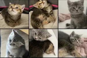 Wunderschöne Bkh Kitten in liebevolle Hände abzugeben