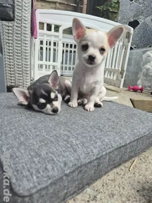 3 Chihuahua weibchen Welpen;)