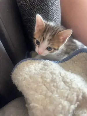 katzen suchen neue zuhause 
