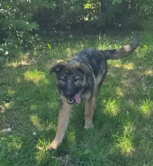 Schäferhund Mix Welpen