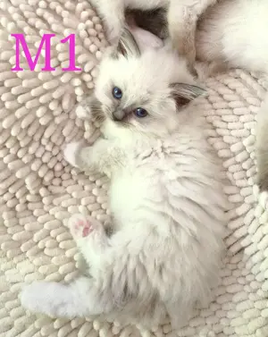 Ragdoll reinrassige Luxus Kätzchen mit Blaue Augen Neue Wurf abgabebereit ab 15.06.2025