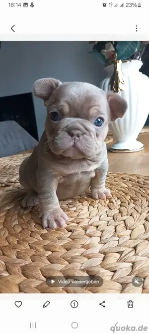 Französische Bulldogge Hündin in der farbe Isabella tan und cherry tan