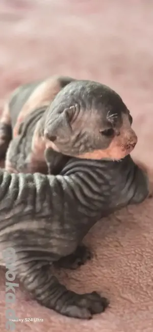 Sphynx Kitten Katzen Nacktkatzen