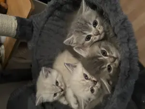 Bkh kitten  6 kitten  Bild 4