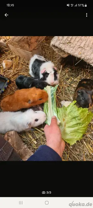 Meerschweinchen Meerschweinböcke