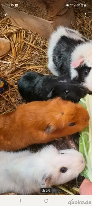 Meerschweinchen Meerschweinböcke Bild 2